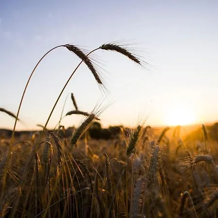 La Maison Leopoldine 別荘 Martrin